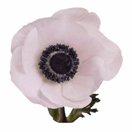 Anemone Blush rprima - ANE BLU RPRIMA