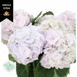 Hydrangea Lavender Touch holl(