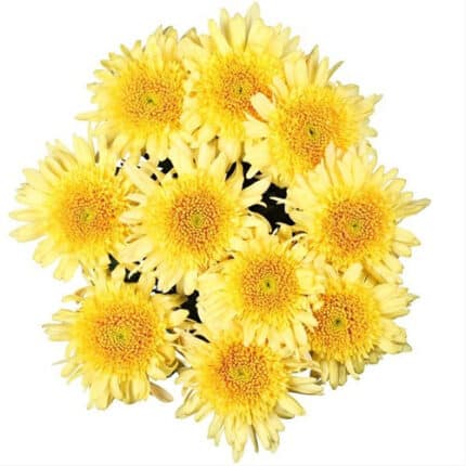 Mum Cremon Yellow florisol