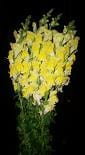 SNAPS small yellow canada