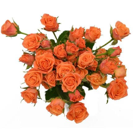 RoseSpray Orange golden