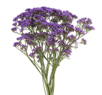 Limonium Enchante rio