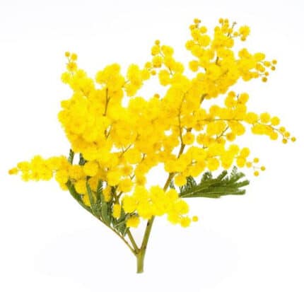 Mimosa Flowering pajaro