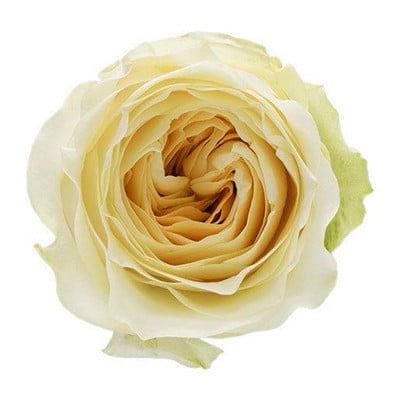 Rose Buttercup 60cm mystic