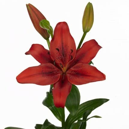 Lily Hybrid red rio