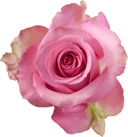 Rose Sweet Memory 40cm rio pri