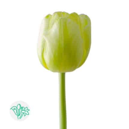 Tulip Painted Mojito holl