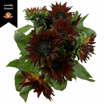 Sunflowers Cappucino cramer