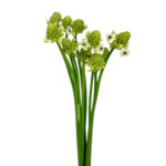 Arabicum esmeralda