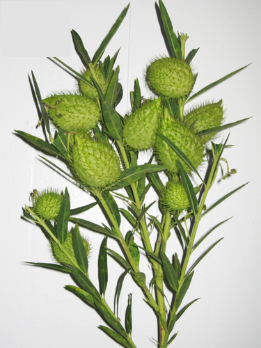 Asclepia MonkeyBalls cramer