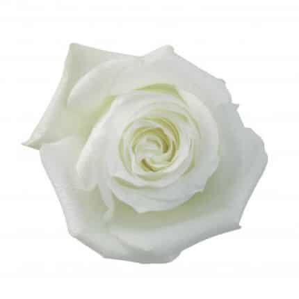 Rose Proud 60cm rprima