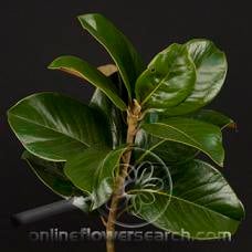 MAGNOLIA tips fgrove