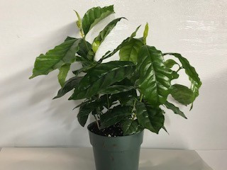 6" COFFEE