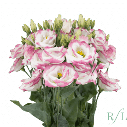 Lissy Pink Rim RosaFlora
