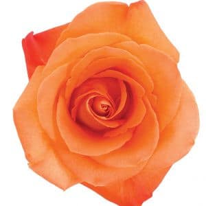 Rose Voodoo 40cm tessa