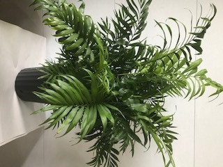10" NEANTHE BELLA PALM