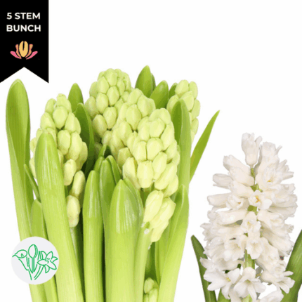 Hyacinth Aiolos holl