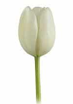 French tulip wht v.d.