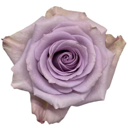 Rose Star Platinum 50cm florec