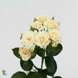 RoseSpray CreamGracia holl