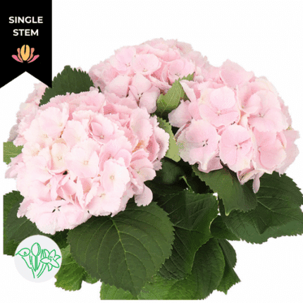 Hydrangea Verena LtPk (st) holl