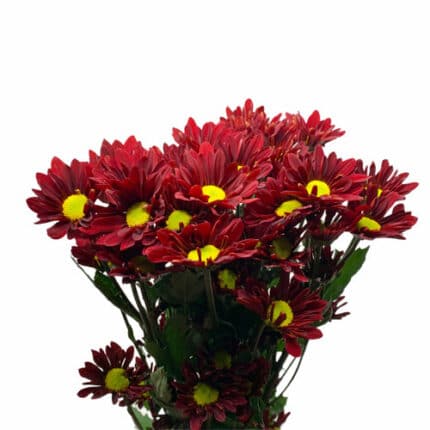 Pom Daisy Chili Peppers rio