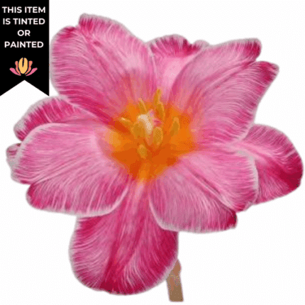 Tulip Dyed Pink holl