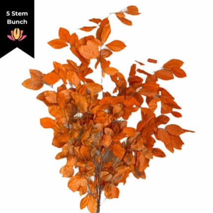 Dried Copperbeech Org holl