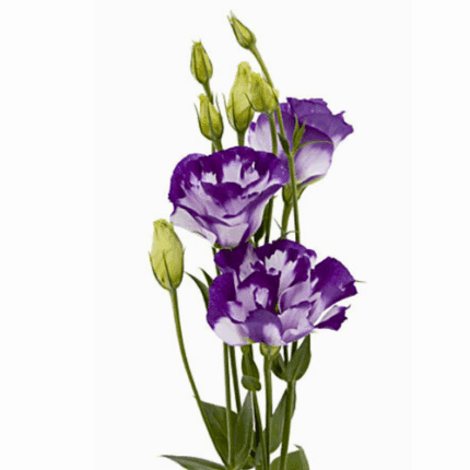 Lisianthus Dbl Purple&White is