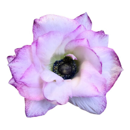Anemone White w Purple edge ho