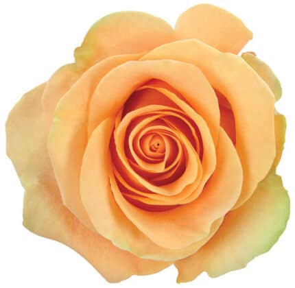 Rose Desert  50cm naranjo