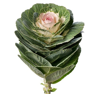Kale Empire Anna holl(STEM)