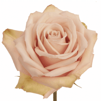 Rose Sahara Sand 50cm Choice