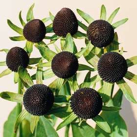 Rudebeckia pods camflor