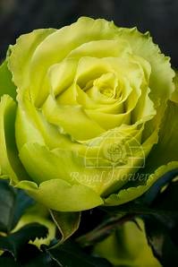 Rose Limbo 40cm rprima