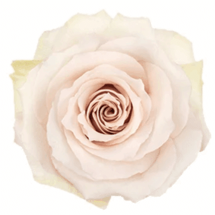 Rose Quicksand 80cm toscaa