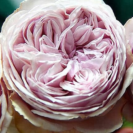 Rose Senlitsu Pale Lav Garden Rose