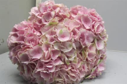 Hydrangea Verena by lt pk(STEM