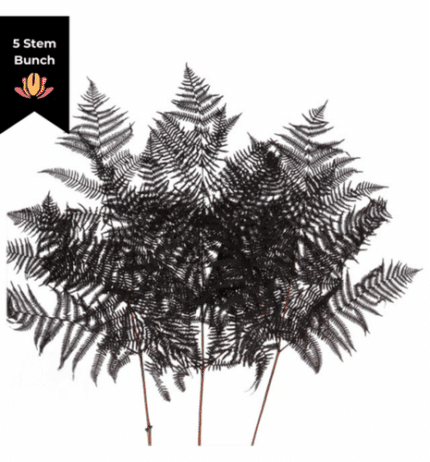 Dried Bracken Fern Black holl