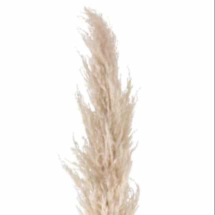 Pampass Dried Evita holex(STEM