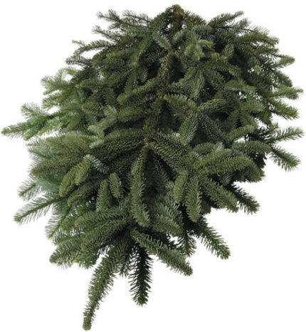 B101 25LB NOBLE FIR