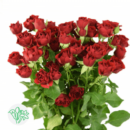 RoseSpray Mirabel holl