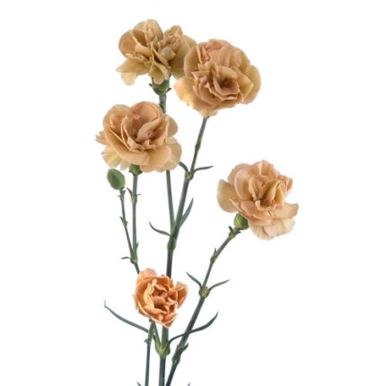 CarnMini Masquarade (Earthtone)