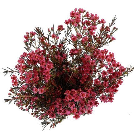 Waxflower Pink Raspberry Rippl