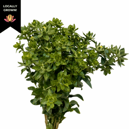 Safflower cramer