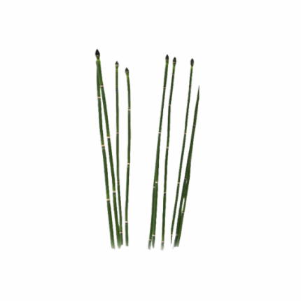 Horsetail groot