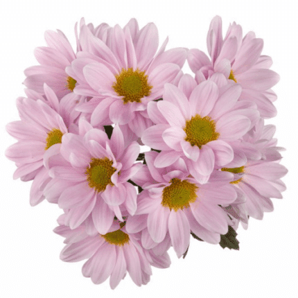 Pom Daisy Aquarel Pink GLDN