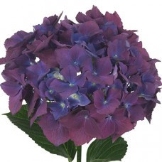 Hydrangea Mag Ruby Purple holl(STEM)