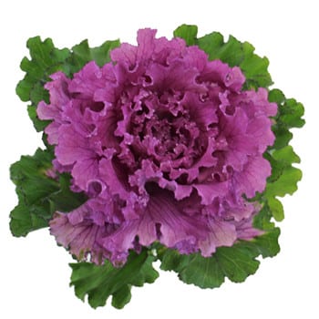 Kale Frill Purple holl(STEM)