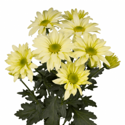 Pom Daisy AmorJovan (Lime/crea